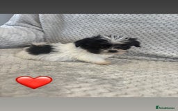 Lhasa Apso dogs for sale: Beautiful Lhasa Apso  - Image 16