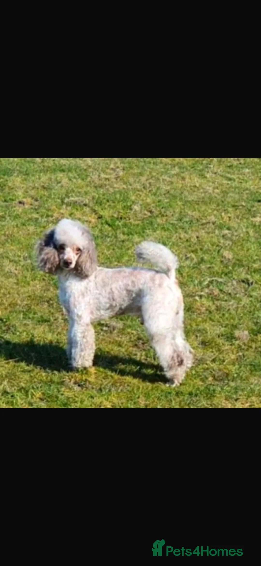 Cavapoo dogs for sale: 4 Beautiful Cavapoo puppies - Advert 2