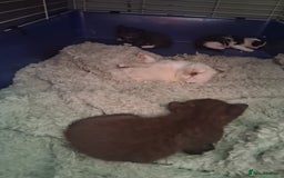 Mixed Breed cats for sale: 3 wonderful kittens - Image 5