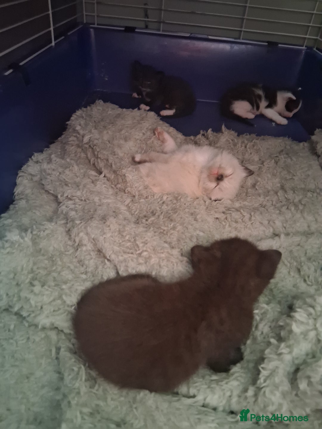 Mixed Breed cats for sale: 3 wonderful kittens - Image 5