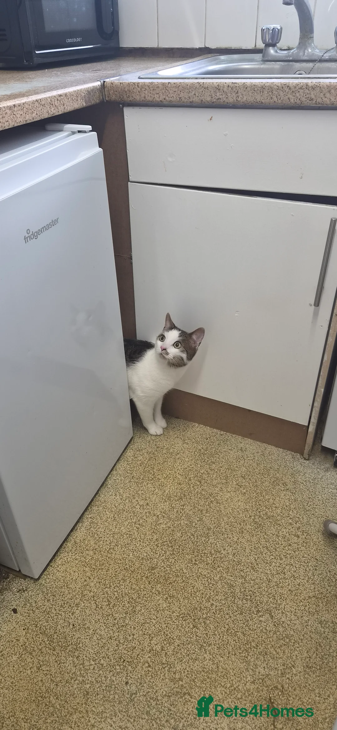 Domestic Shorthair cats for sale: Urgent-Romeo is looking for a forever home - Advert 14