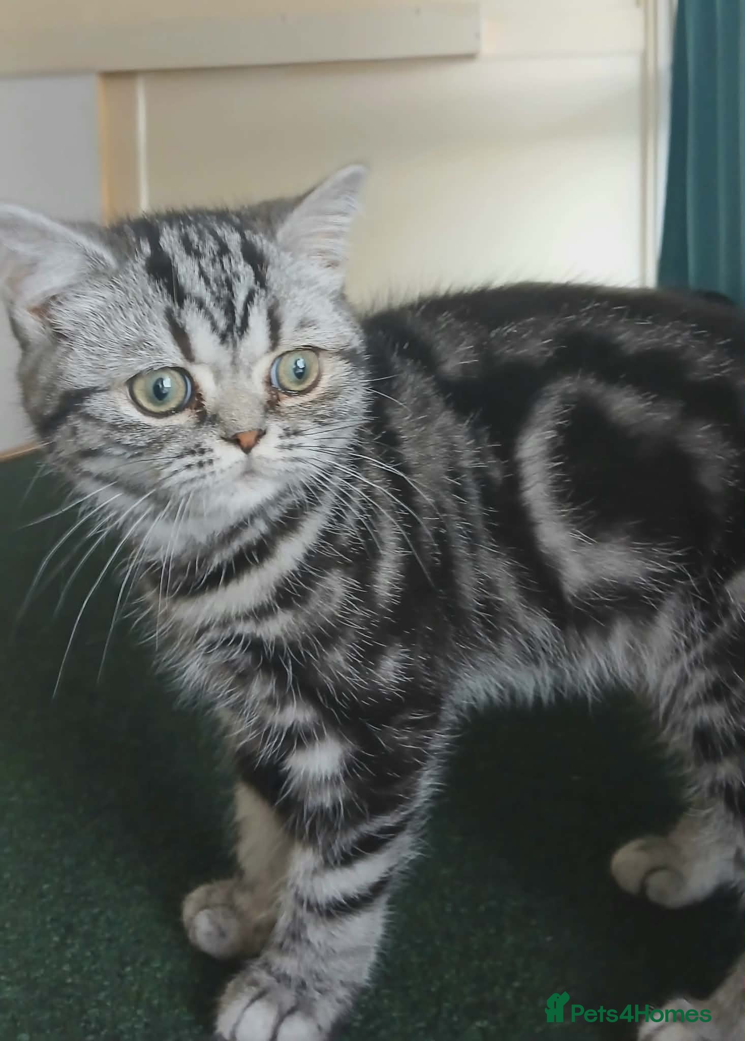 British Shorthair cats Bsh. Classic Silver Tabby . - Advert 16