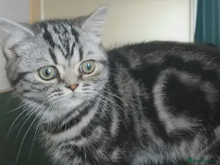 British Shorthair cats Bsh. Classic Silver Tabby . - Advert 16