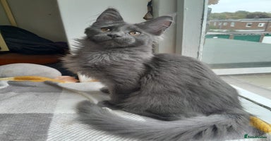 Maine Coon cats - Advert 1