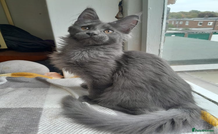 Maine Coon cats - Advert 5