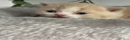 British Shorthair cats for sale: TICA registered BSH kittens  - Advert 9