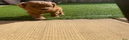 Toy Poodle dogs for sale: toy poodle pups  - Advert 8