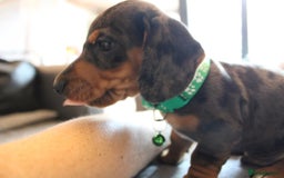 Dachshund dogs for sale: Miniature Dachshund Puppies for Sale - Image 5
