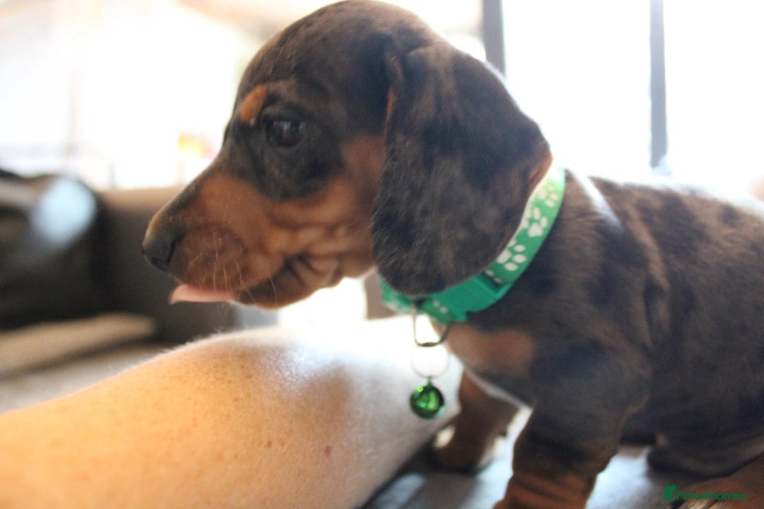 Dachshund dogs for sale: Miniature Dachshund Puppies for Sale - Image 5