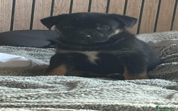 Mixed Breed dogs for sale: Beautiful German shepherd pup  - Image 1