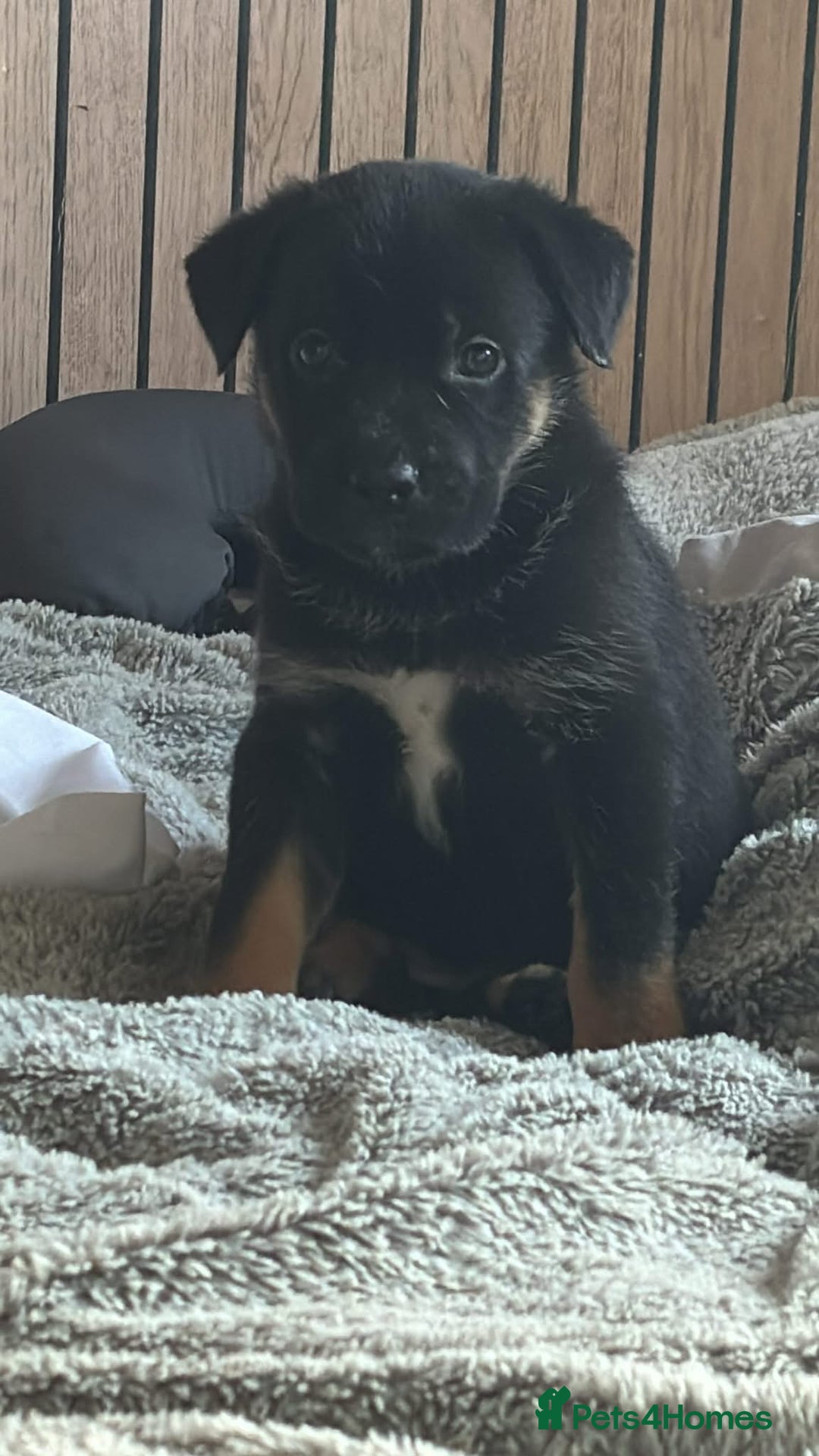 Mixed Breed dogs for sale: Beautiful German shepherd pup  - Image 1
