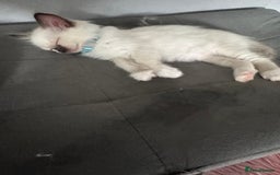 Ragdoll cats for sale: Ragdoll Kittens - Image 4