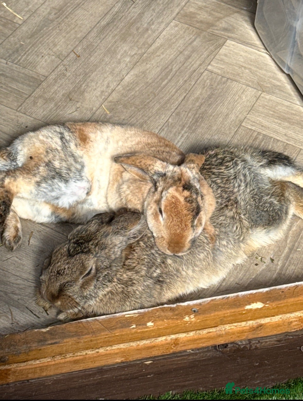 English Lop rabbits 2 female rabbits - Advert 2