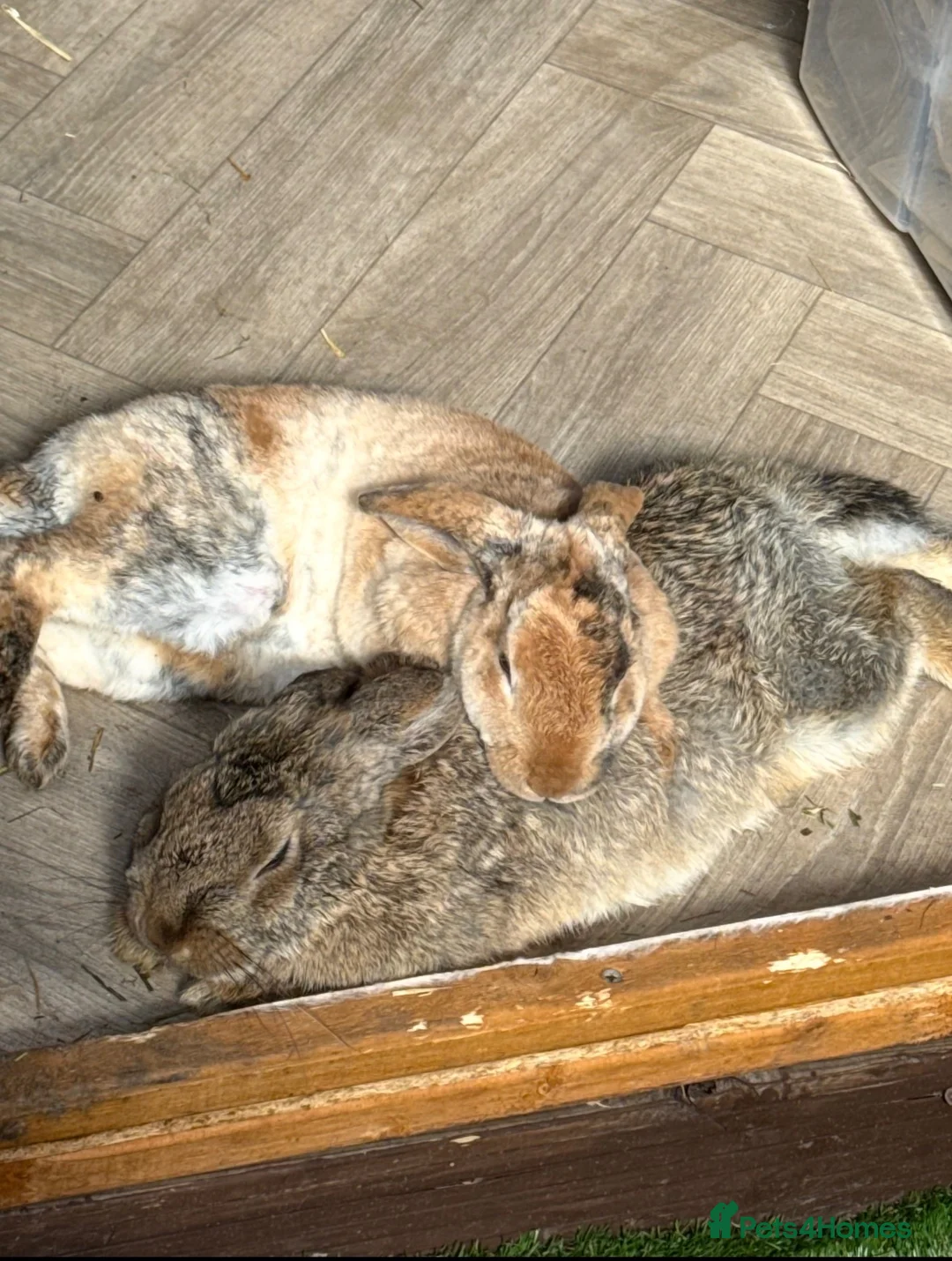 English Lop rabbits for sale: 2 female rabbits in Leeds - Advert 1