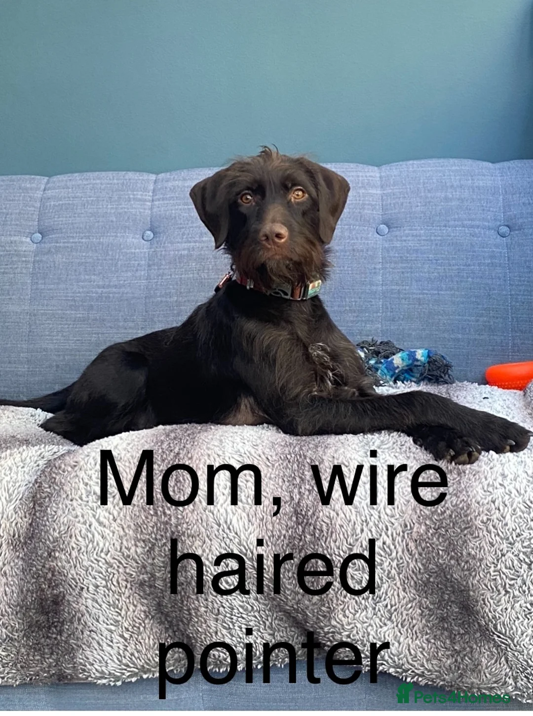 Mixed Breed dogs for sale: German Wire haired cross Labrador puppies - Advert 2