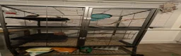 Rat rodents for sale: 3 adorable female Dumbo fancy rats for sale  in Cambridge - Advert 9