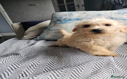 Mixed Breed dogs for sale: Last girl left  - Image 4