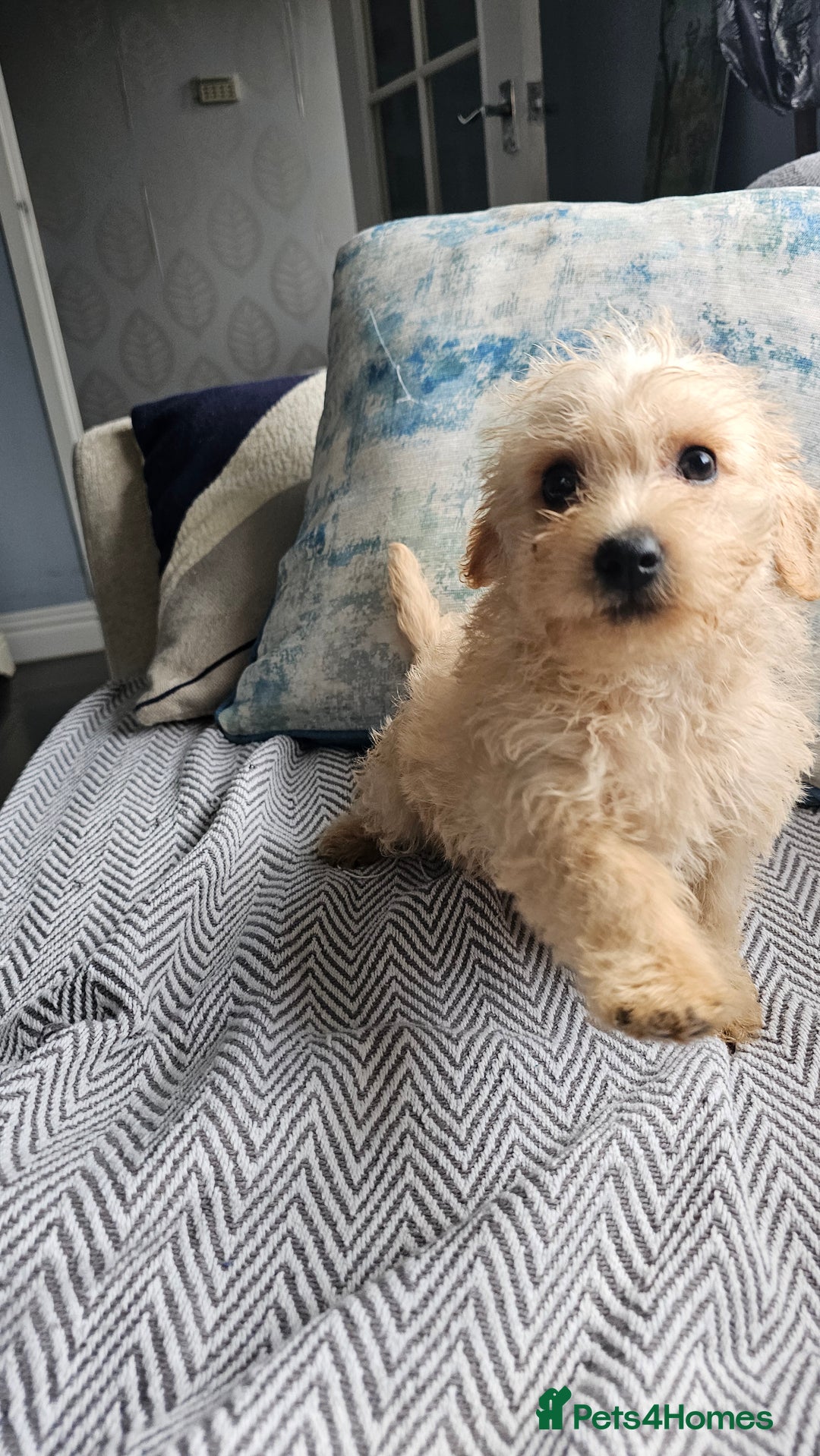 Mixed Breed dogs for sale: Last girl left  - Image 4