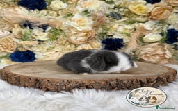 Mini Lop rabbits for sale: 💛 Purebred Mini Lops 💛 UPDATED 19TH JULY 💛 xxx - Image 6
