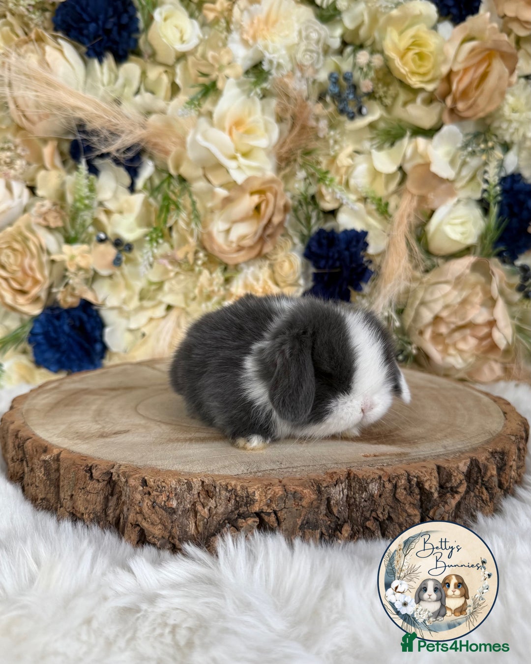 Mini Lop rabbits for sale: 💛 Purebred Mini Lops 💛 UPDATED 19TH JULY 💛 xxx - Image 6