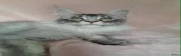 Maine Coon cats for sale: black smoke/polydactyl maine coonTICA kittens - Advert 13