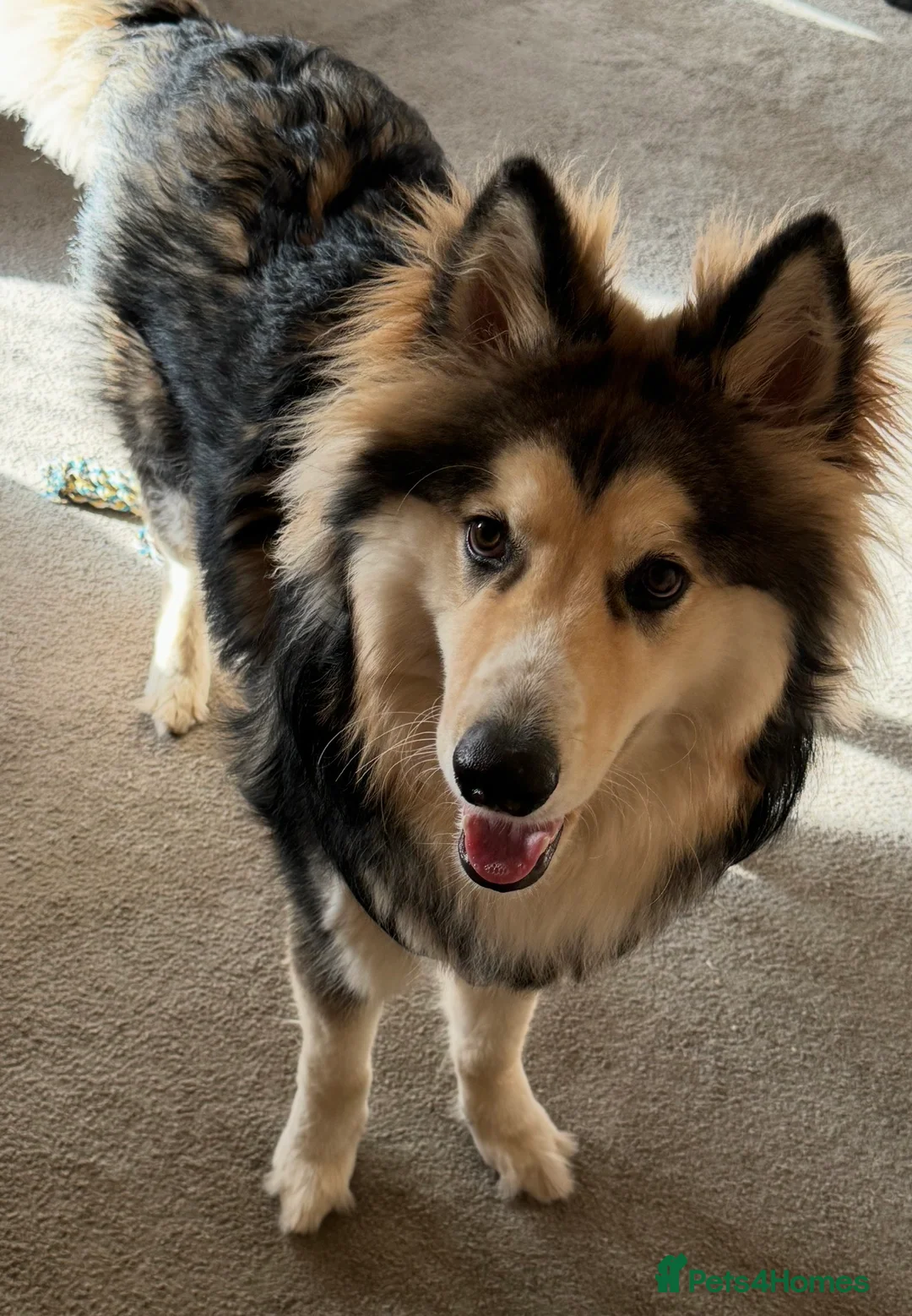 Siberian Husky dogs for sale: Siberian Husky “male” - Advert 3