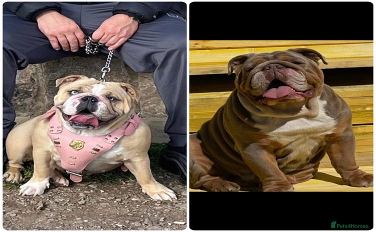 English Bulldog dogs - Advert 1
