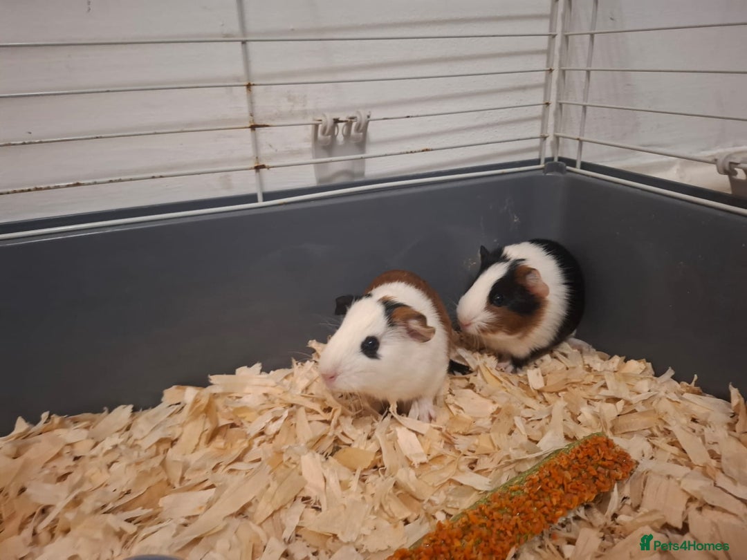 Guinea Pig rodents for sale: 2 12 week old bonded female guinea pigs with cage - Image 2
