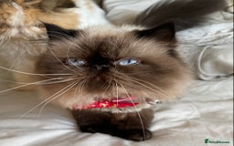 Persian cats for sale: Stunning Persian  - Image 4