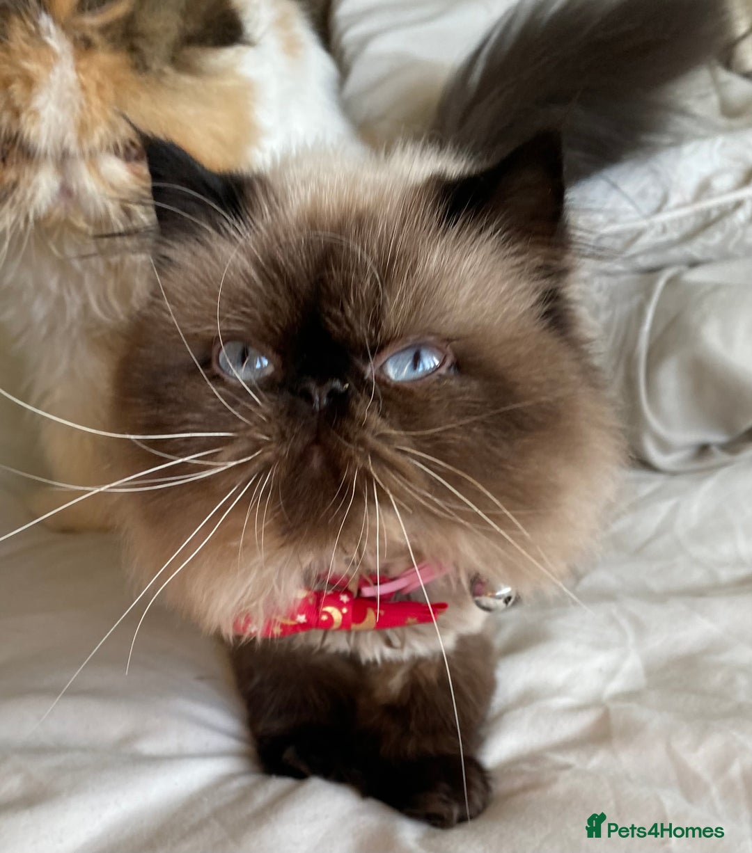 Persian cats for sale: Stunning Persian  - Image 4