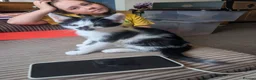 Mixed Breed cats for sale: 2 male kittens in Shepton Mallet - Advert 5