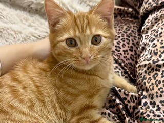 Mixed Breed cats GORGEOUS GINGER GIRL KITTEN - Advert 3