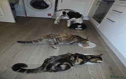 Mixed Breed cats for sale: 1 year old male cat - Image 11