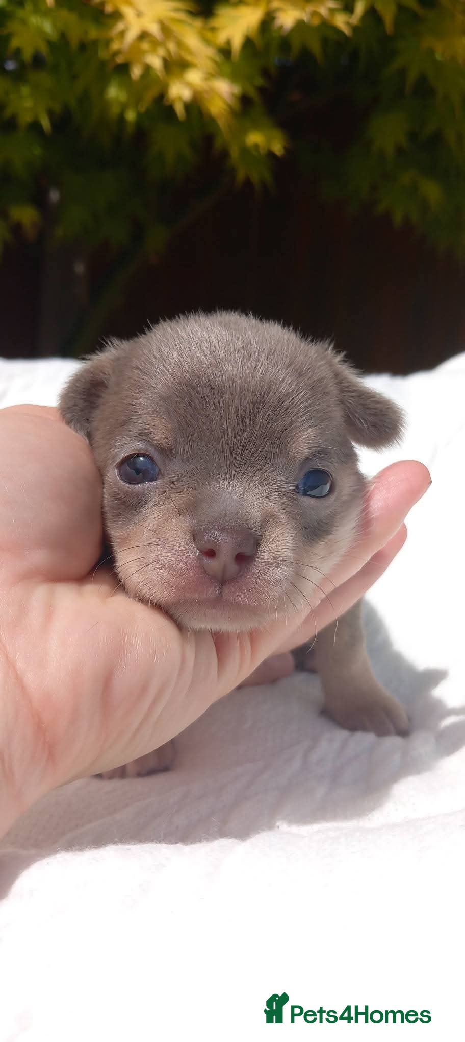 Chihuahua dogs Smooth coat Boy ❤️‍🔥Dna tested parents - Advert 10