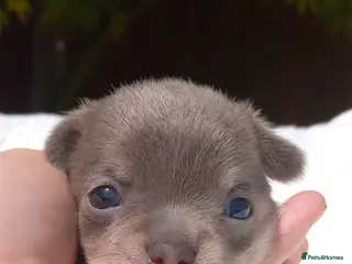 Chihuahua dogs Smooth coat Boy ❤️🔥Dna tested parents - Advert 10