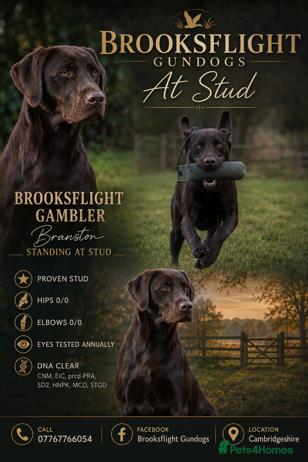Labrador Retriever dogs Fully health tested working chocolate 0-0 Hips & E - Advert 21