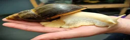 Snails invertebrates for sale: African baby snails  - Advert 1
