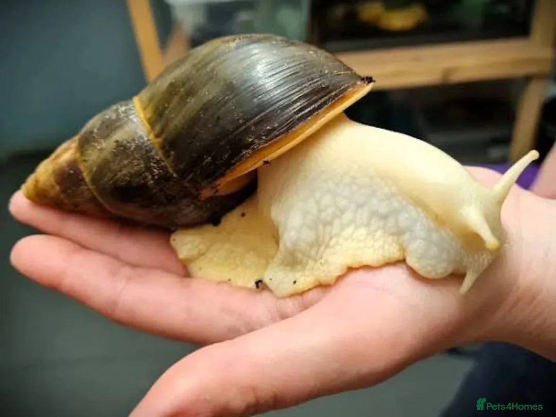 Snails invertebrates for sale: African baby snails  - Advert 1