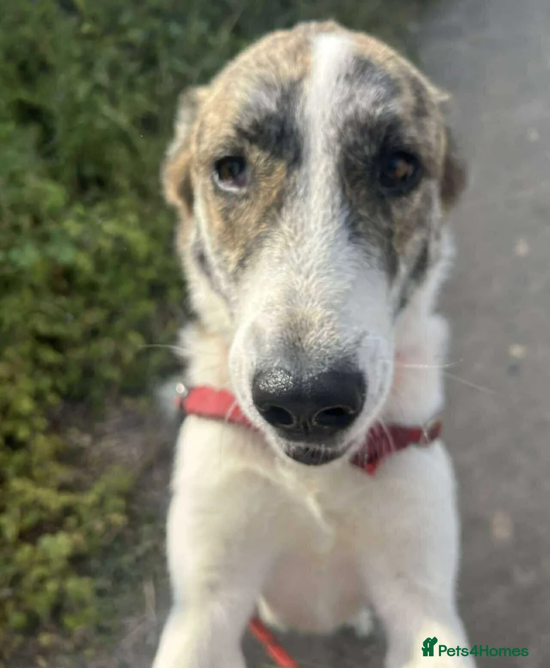 Mixed Breed dogs for adoption: FLO   - Advert 11