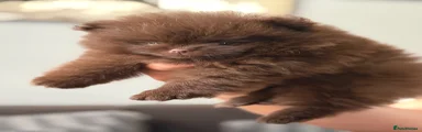 Pomeranian 3