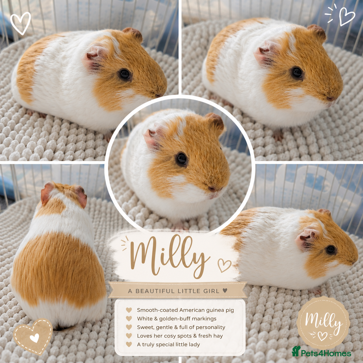 Guinea Pig rodents 🐹4 Beautiful Guinea Pig Girls Seeking Homes 🤍✨ - Advert 3