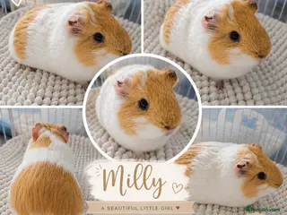 Guinea Pig rodents 🐹4 Beautiful Guinea Pig Girls Seeking Homes 🤍✨ - Advert 16