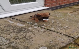 Border Terrier dogs for sale: 2 border terrier girls - Image 9