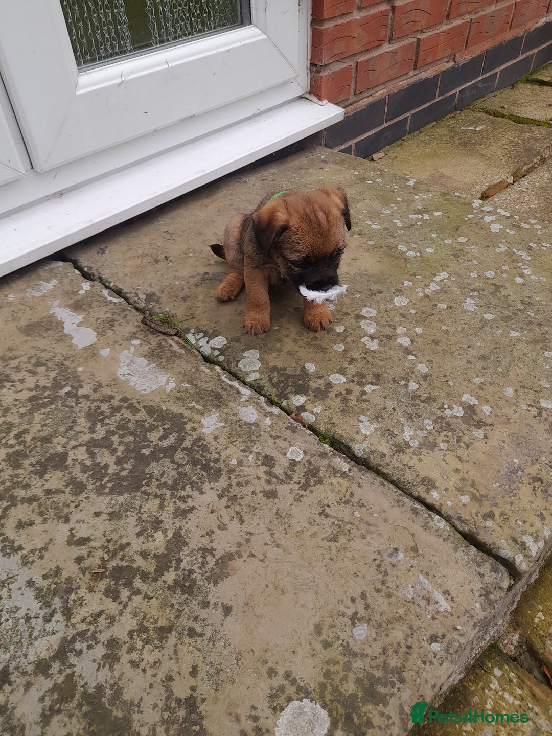 Border Terrier dogs for sale: 2 border terrier girls - Image 9