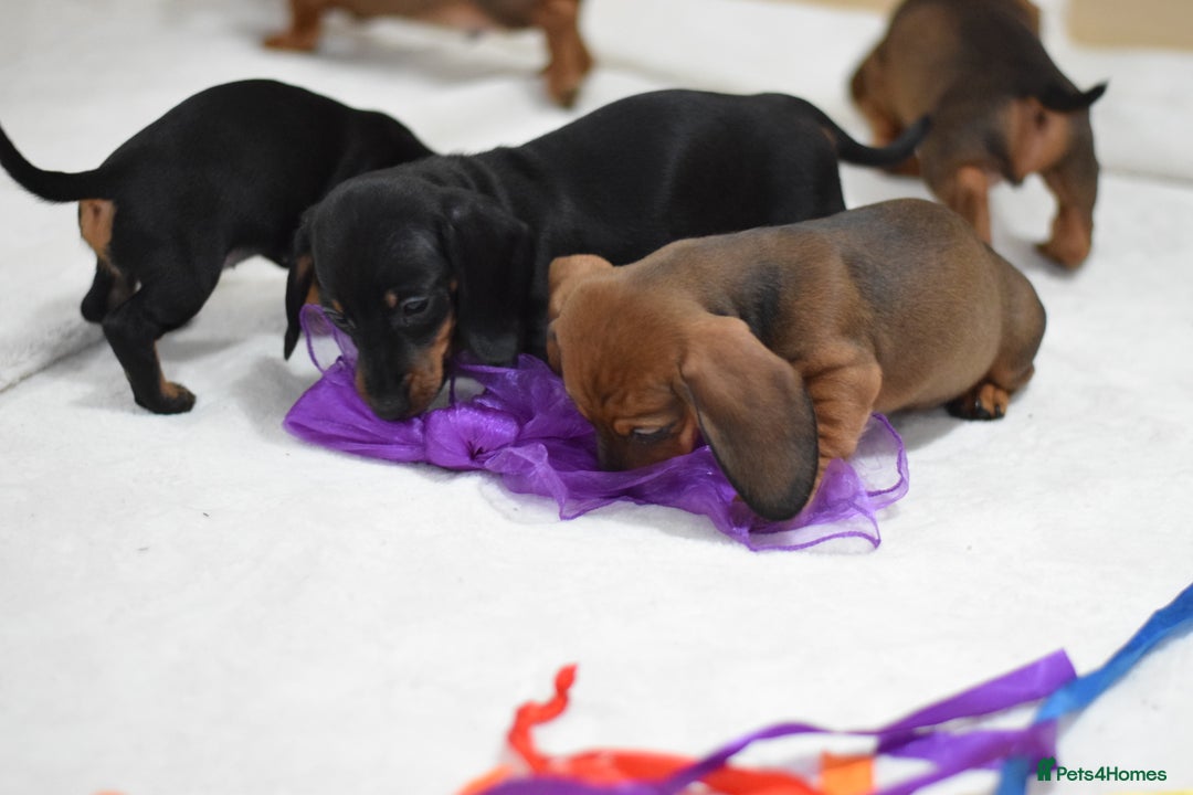 Miniature Dachshund dogs for sale: 🌟Gorgeous Miniature Dachshunds🌟 - Advert 14