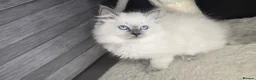 Ragdoll cats for sale: Blue point ragdolls  in Colchester - Advert 7