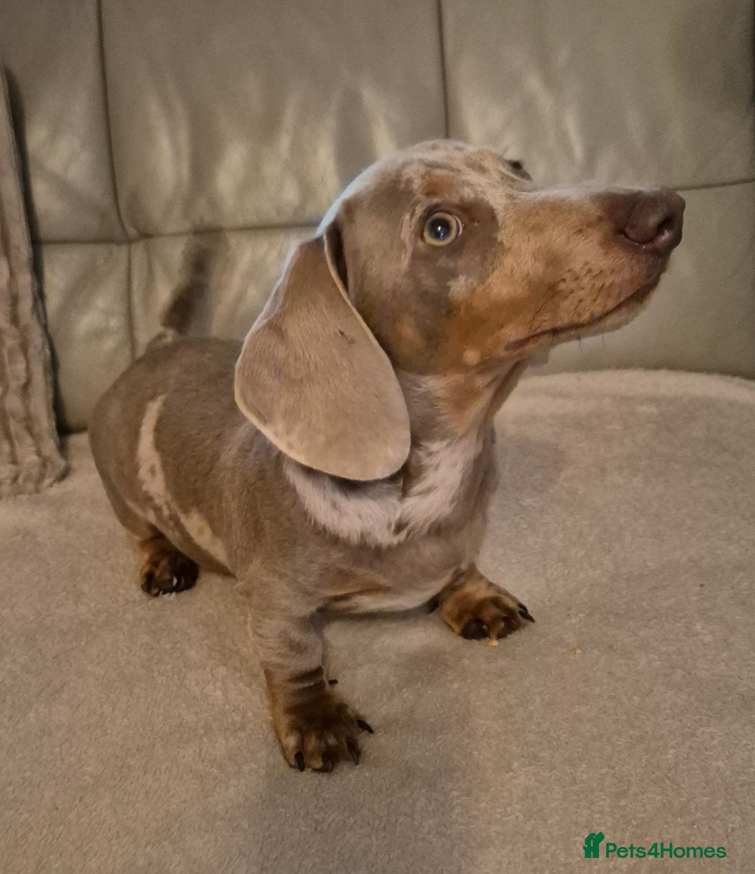 Dachshund dogs for sale: Kc isabella dapples boys - Image 11