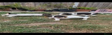 Jack Russell 4
