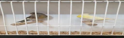 Canaries birds for sale: Canaries for sale  - Advert 3