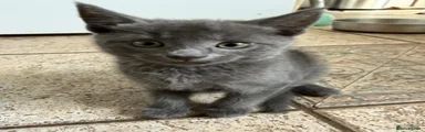 Lady Grey